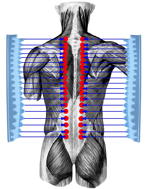 Воздействие Аппликатора Массажера ПОМОГ на мышцы спины